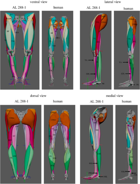 それぞれ左がルーシー（AL288-1）、右が現代人の脚の筋肉構造