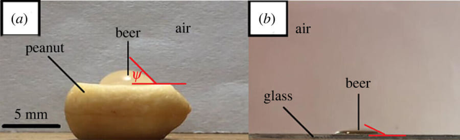 左：ピーナッツとビール液滴の接触角（赤）、右：グラスと液滴の接触角