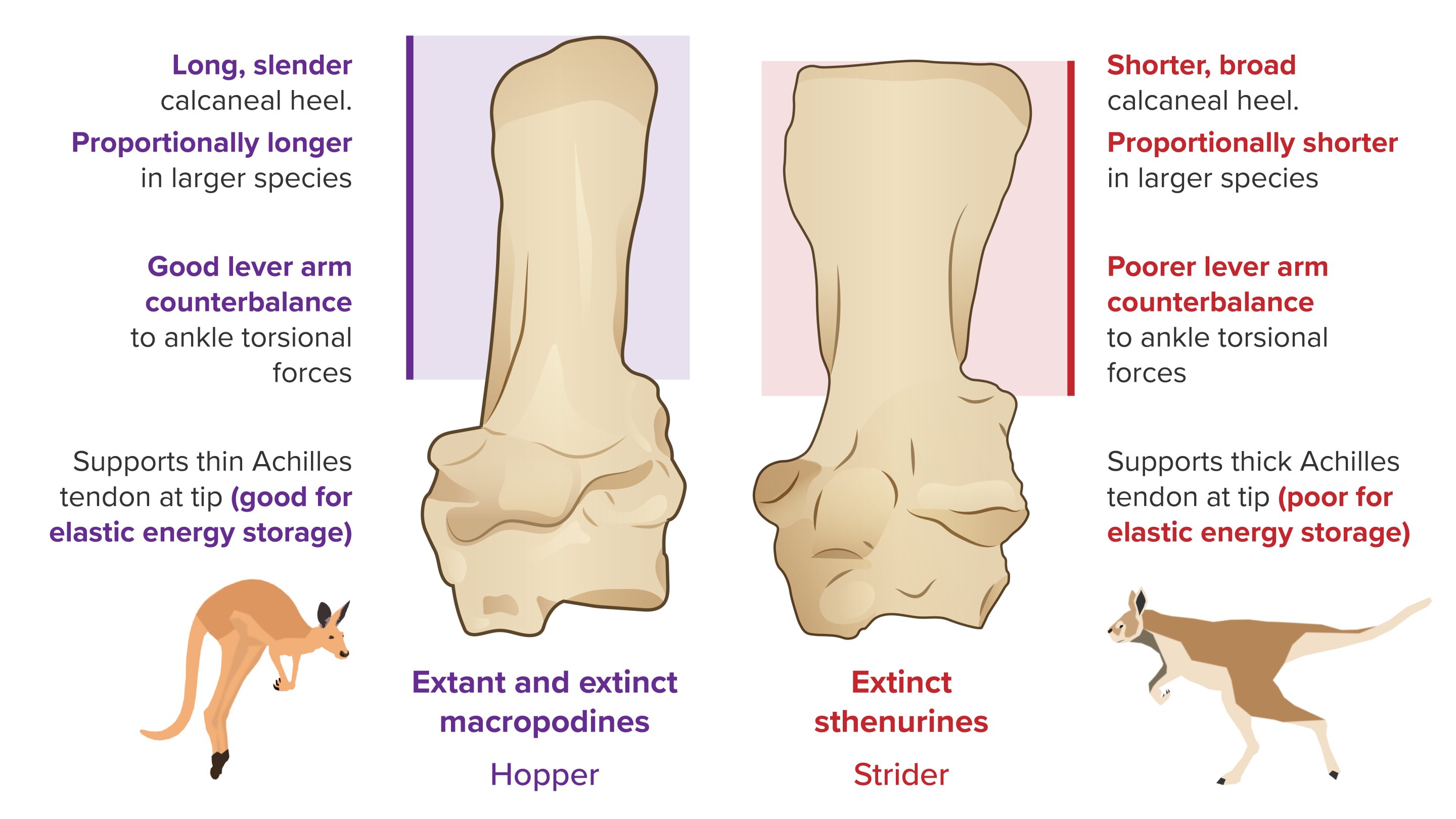 左：現代カンガルー、右：絶滅カンガルーの足首。絶滅種の足首はホッピングに不適だった