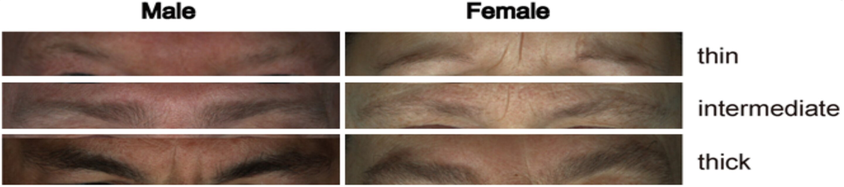 男性と女性の眉毛（薄い・普通・濃いのサンプル写真）