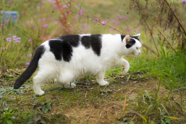 ネコのお腹のたるみは肥満じゃない！様々な役割を持つルーズスキンの秘密