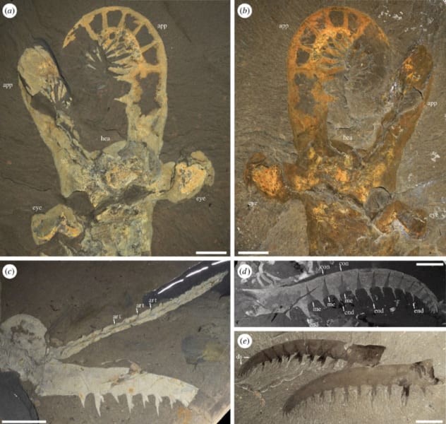 アノマロカリスの口器と付属肢の化石