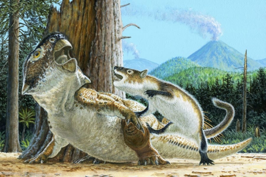哺乳類が「恐竜を捕食する瞬間」を捉えた完璧な化石を発見！