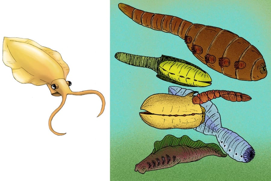 左：ネクトカリス、右：古虫動物