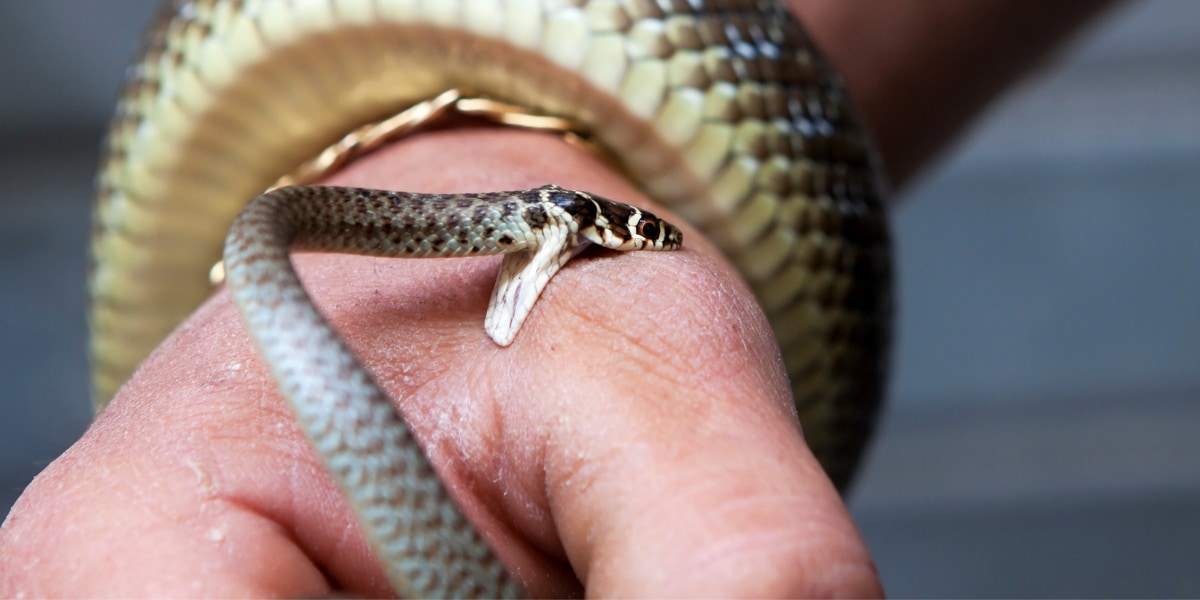 暑い日ほどヘビに噛まれるリスクが増加すると判明！