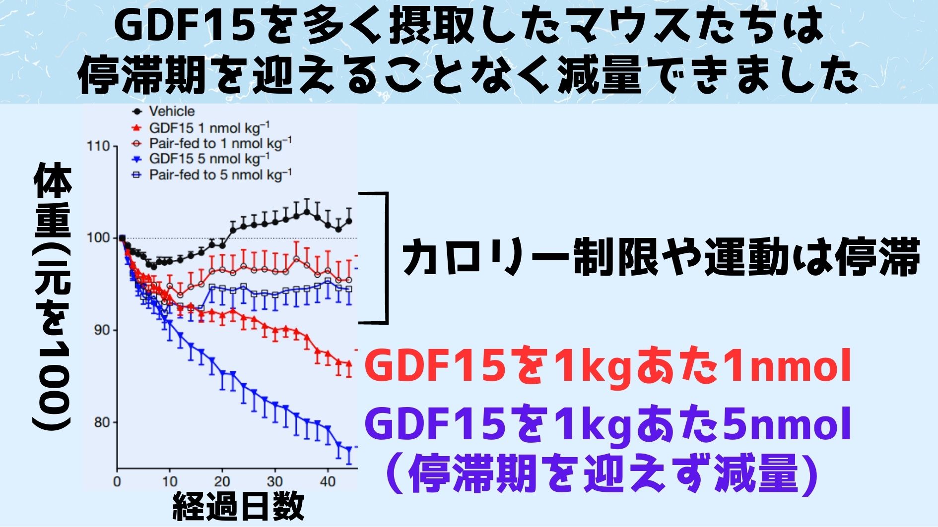 GDF15を日毎日1回注射されていたマウスたちは停滞期を迎えることなく体重が順調に減少