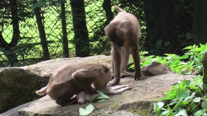 動物園の母ザルが「わが子の亡骸」を食べてしまう！