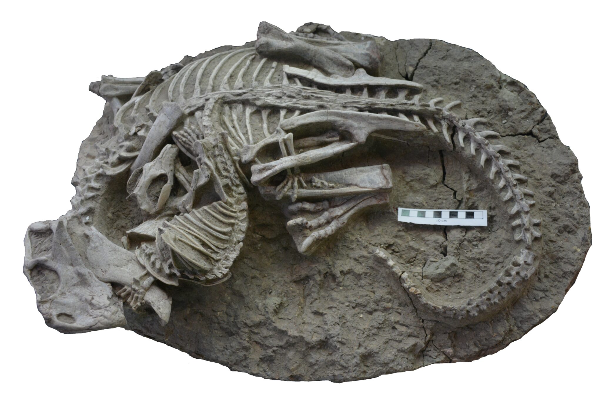 白亜紀の哺乳類と恐竜の化石