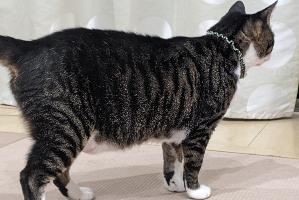 ネコのお腹のたるみは肥満じゃない！様々な役割を持つルーズスキンの秘密