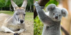 なぜカンガルーとコアラはオーストラリアから脱出できないのか？