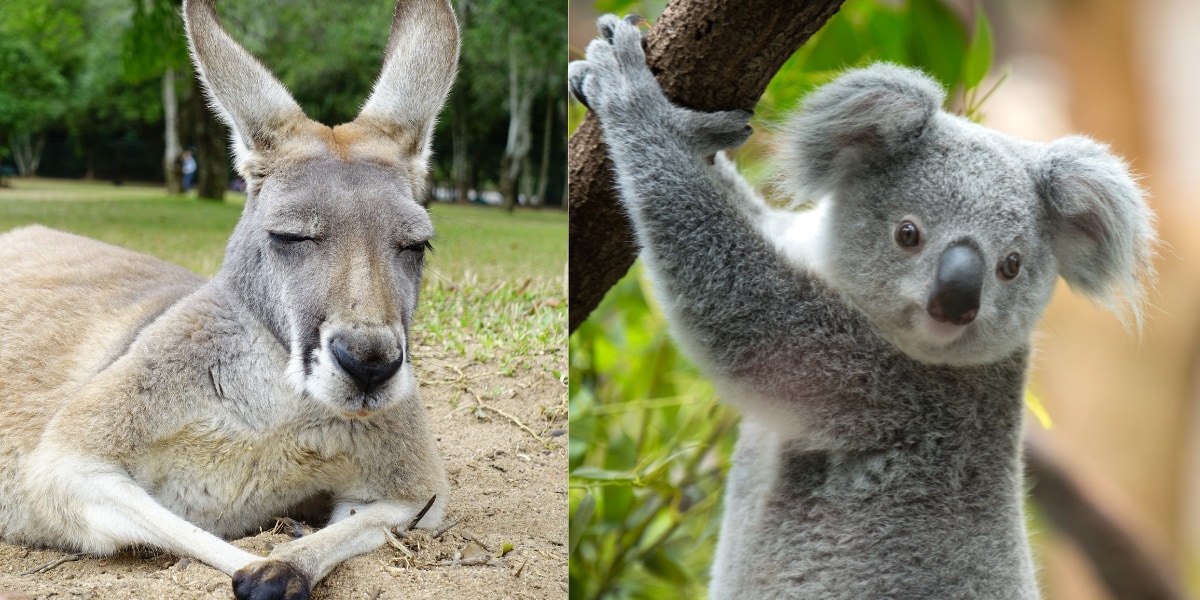 なぜカンガルーとコアラはオーストラリアから脱出できないのか？