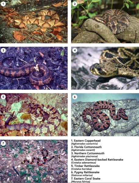 ジョージア州に分布する危険な毒ヘビ7種