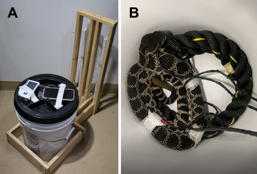A：ヘビを密閉するバケツ、B：心拍数モニターを付けたヘビとロープ