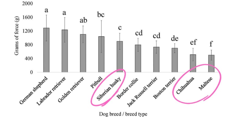 量的感覚試験（グラフは圧力アルゴメーター法）における犬の痛み感受性閾値の比較。