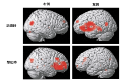 記憶時と想起時に関連する、脳の前頭葉の働きに非対称性がある