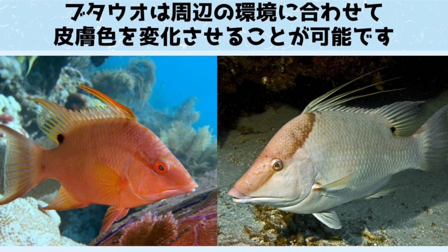 ブタウオは環境に合わせて皮膚の色を1秒以内に変化させられる魚です