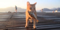 なぜ猫は魚好きなのか？その秘密は舌の「うまみ受容体」に隠されていた！