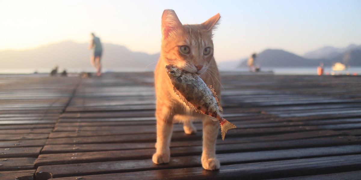 なぜ猫は魚好きなのか？その秘密は舌の「うまみ受容体」に隠されていた！