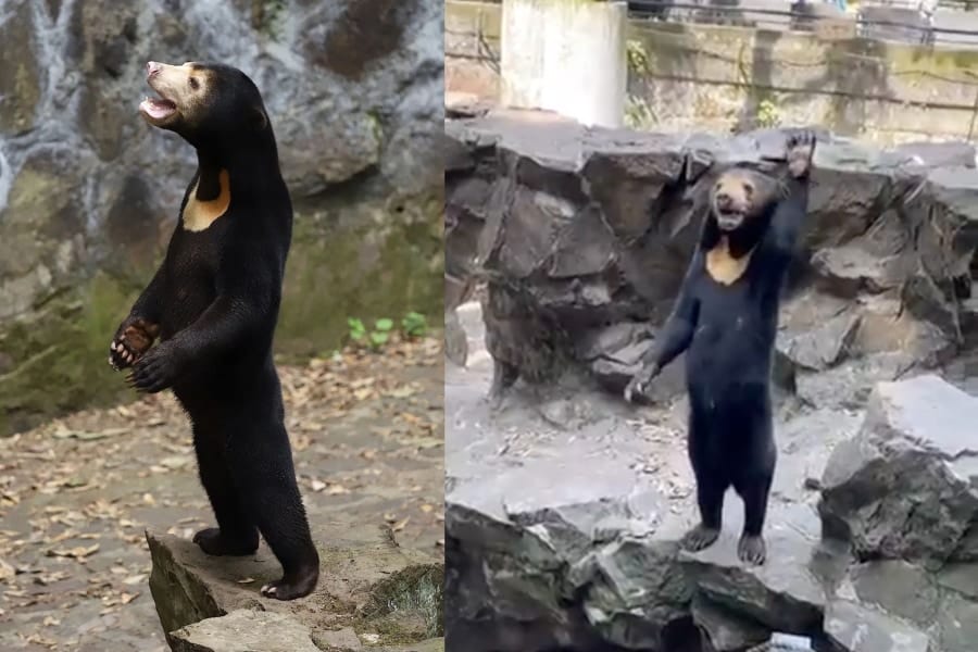 中国の動物園「着ぐるみ疑惑」で話題のマレーグマ！専門家が疑われる理由を解説