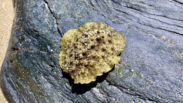 岩場で見つかったトトロウミウシ