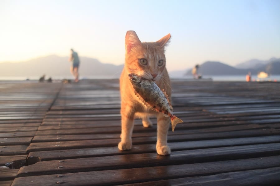 砂漠生まれのイエネコは魚を食べる習性がなかった?!なぜ猫は魚好きになったのか？