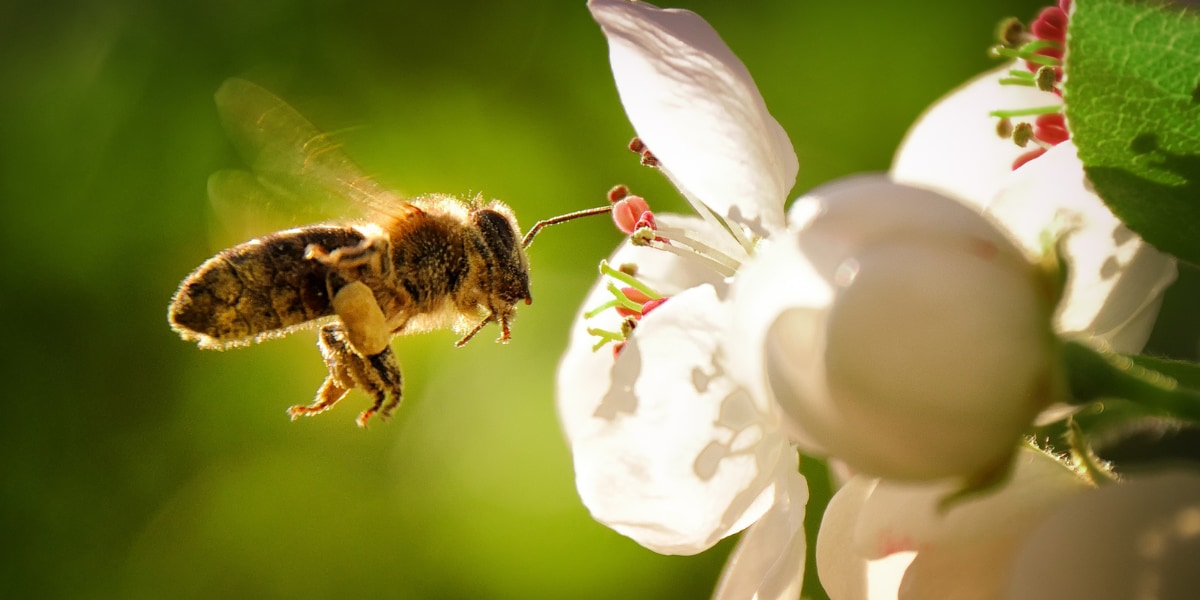 花を食べるハチは約1億2000万年前の「ゴンドワナ大陸」で進化したと判明
