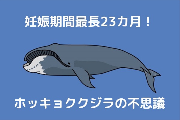 ホッキョククジラは出産時期をコントロールできる?!最長23か月妊娠できることが明らかに