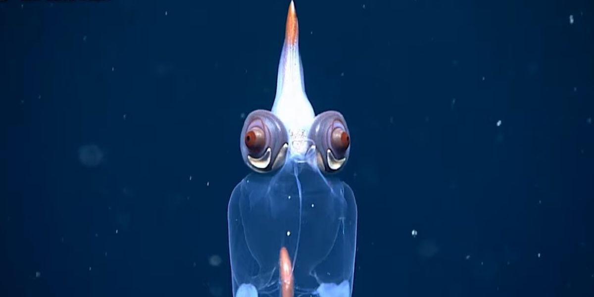 深さ700 メートルの深海で撮影されたガラスイカ ( Taonius borealis )