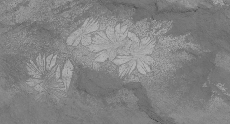 スペンス頁岩から発見された化石（花びらか刃のような形）