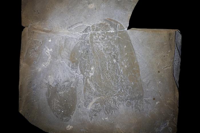 B. ファスミフォルミスの化石