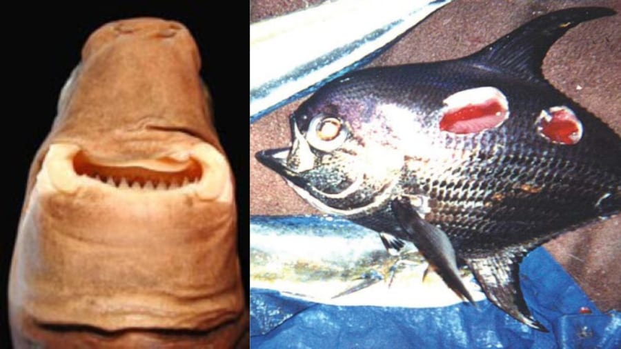 左：ダルマザメの口、右：ダルマザメに噛まれたヒレジロマンザイウオ