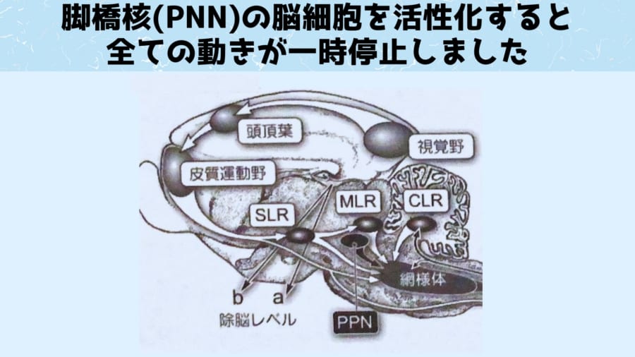 PNNは中脳にある領域で人間にも存在します