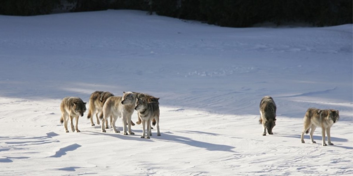 氷の橋を渡ってきた1匹のオオカミが壊滅寸前の群れを救った物語