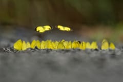 泥から吸水する蝶々