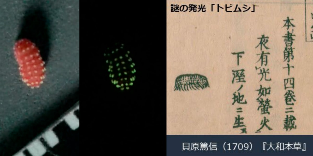 江戸時代から300年謎だった「発光トビムシ」の正体を解明！
