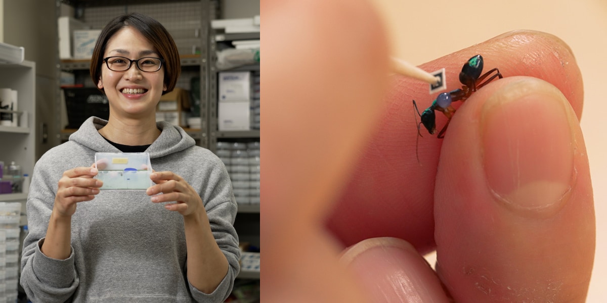 今回お話を聞いた研究者、古藤日子さん（左）冷蔵庫で眠らせた状態のオオクロアリに、1.8mm角の二次元バーコードを1枚1枚貼っていく（右）