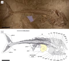発見された化石。下の黄色い部分がアンモナイト
