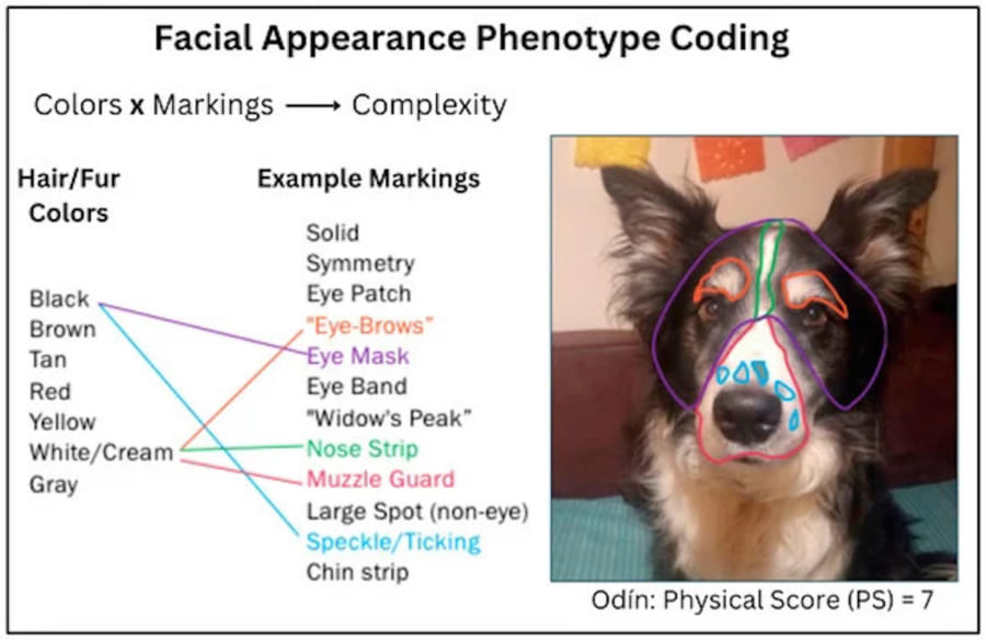 イヌの総合的な複雑さスコア（PS）は色とマーキングで構成される。