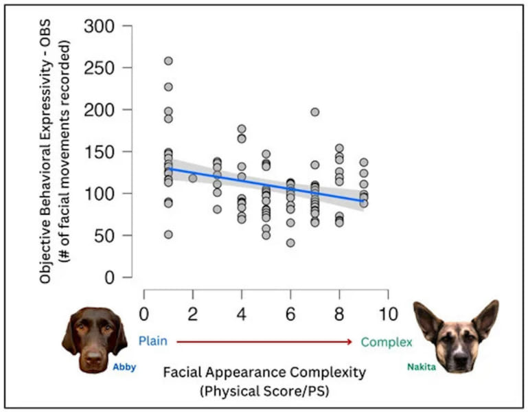 地味顔のイヌは複雑な顔のイヌよりも表情が豊かであることが確認された。