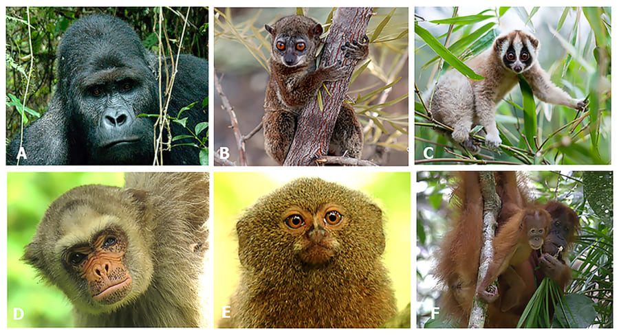 霊長類の顔の色や模様は、進化の過程で形成されたと考えられている。