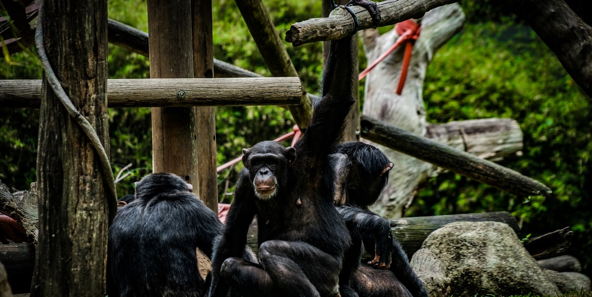 チンパンジーの肩は可動域が広い