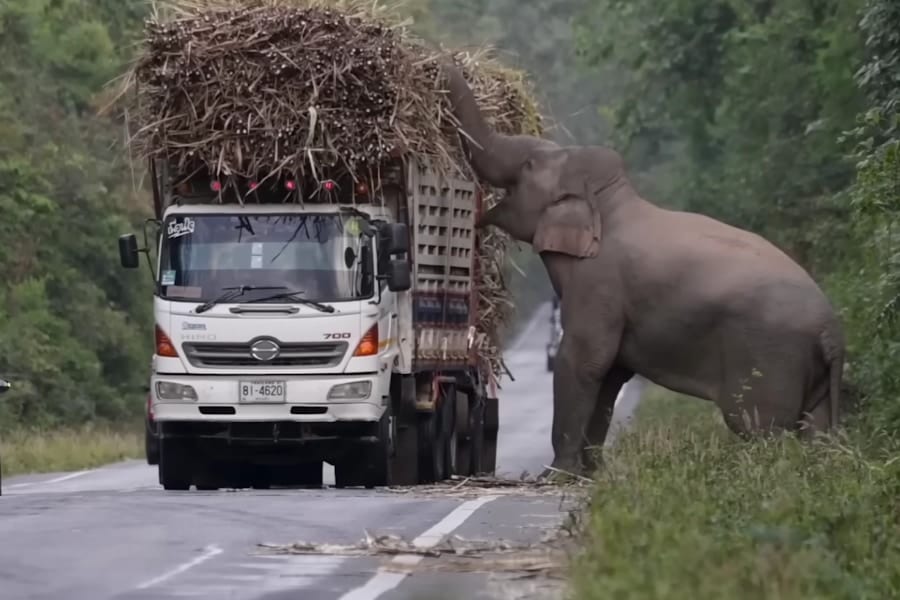 「ゾウの通行税」道路を塞いで積荷のサトウキビを徴収する賢いゾウたち