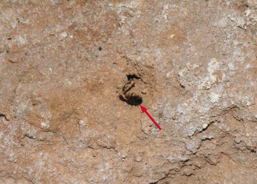 シャニダール4号の埋葬地のすぐ側に見つかったハチの巣穴