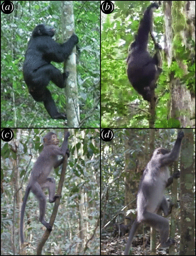 チンパンジー（a,b）とマンガベイ（c,d）の木の上り下り