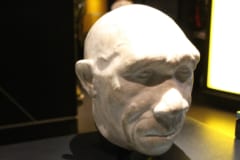 ホモ・ハイデルベルゲンシスの頭部の復元図（ロンドン自然史博物館）