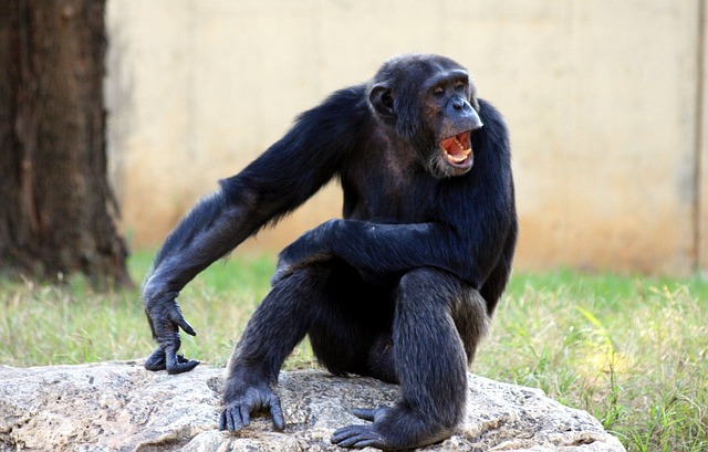 オスのチンパンジーは体重60㎏にも及ぶ