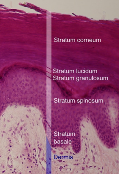 角質層(Stratum corneum) 続いて下へ、顆粒細胞層、有棘細胞層、基底細胞層。