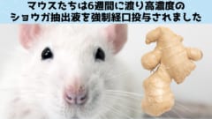 まずマウスにてショウガの持つ抗炎症作用と自己免疫疾患への効果が確かめられました。で味は？
