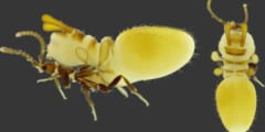 シロアリに擬態する新種の甲虫