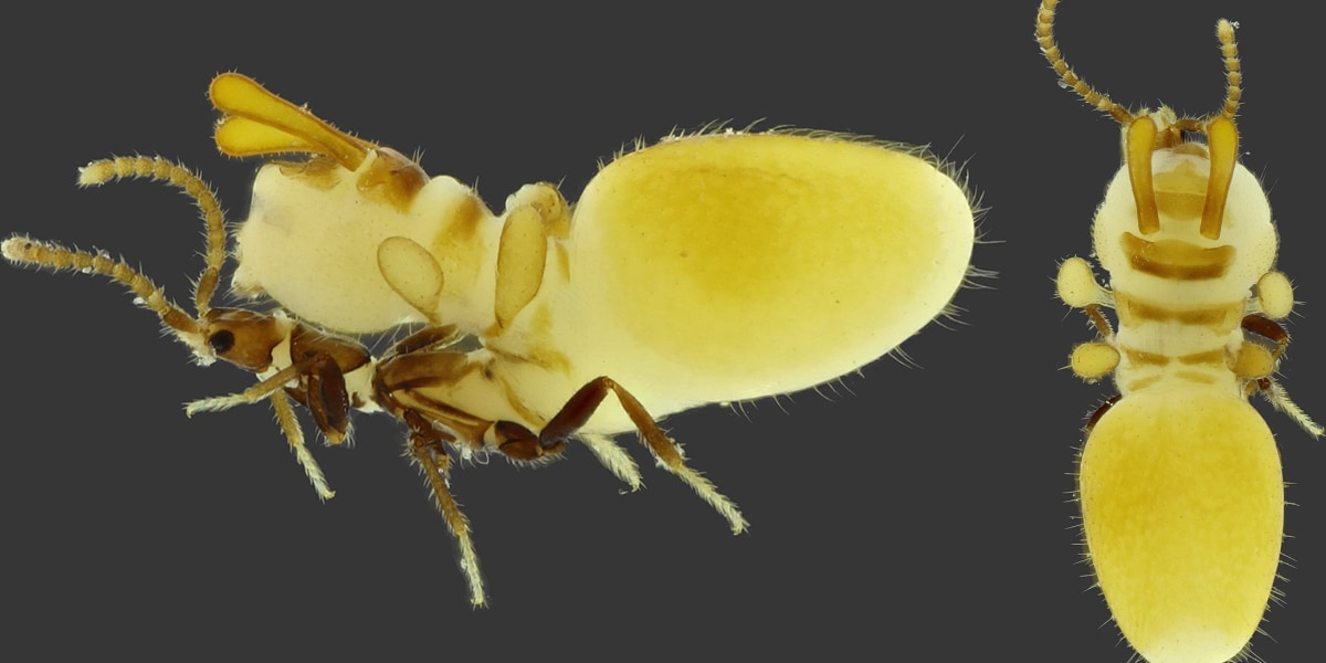 シロアリに擬態する新種の甲虫